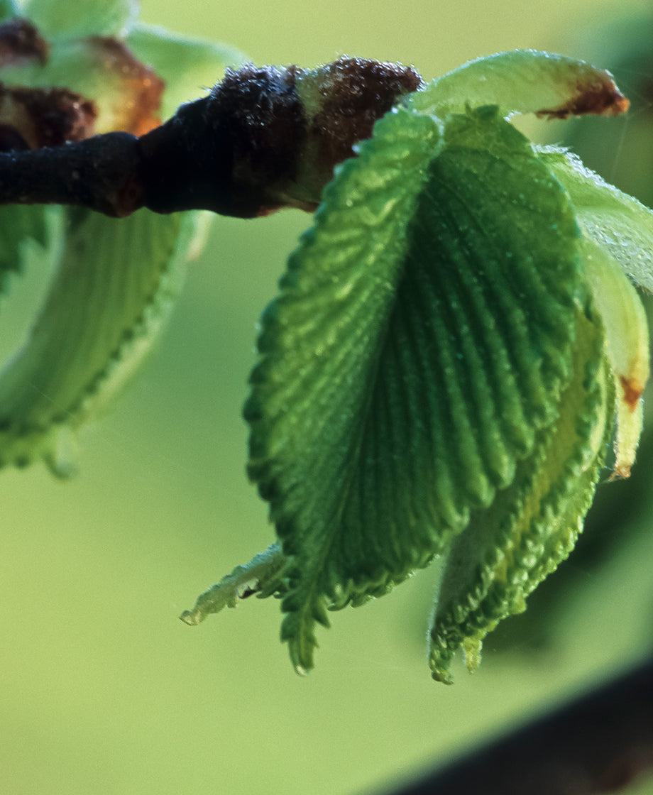 Slippery Elm