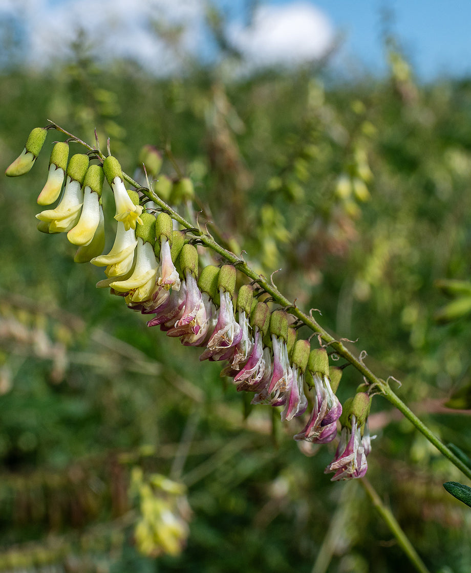 Astragalus