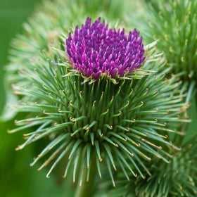 Burdock