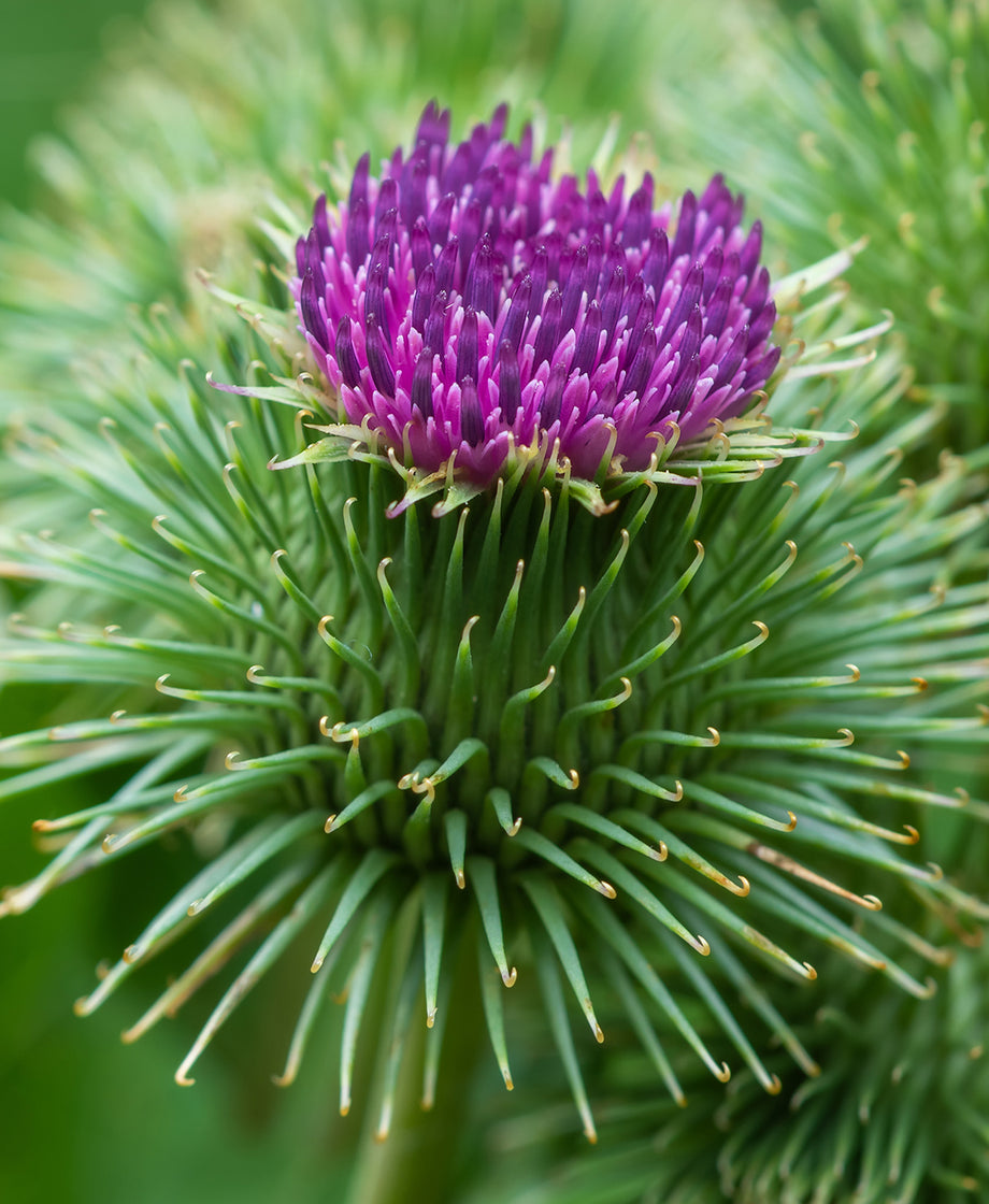 Burdock