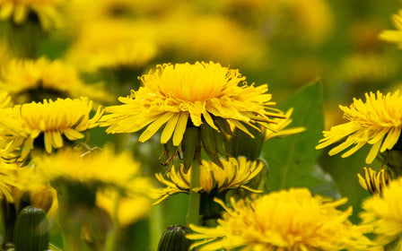 Dandelion