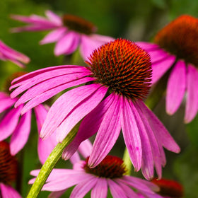 Echinacea