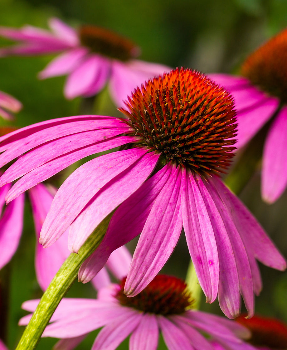 Echinacea