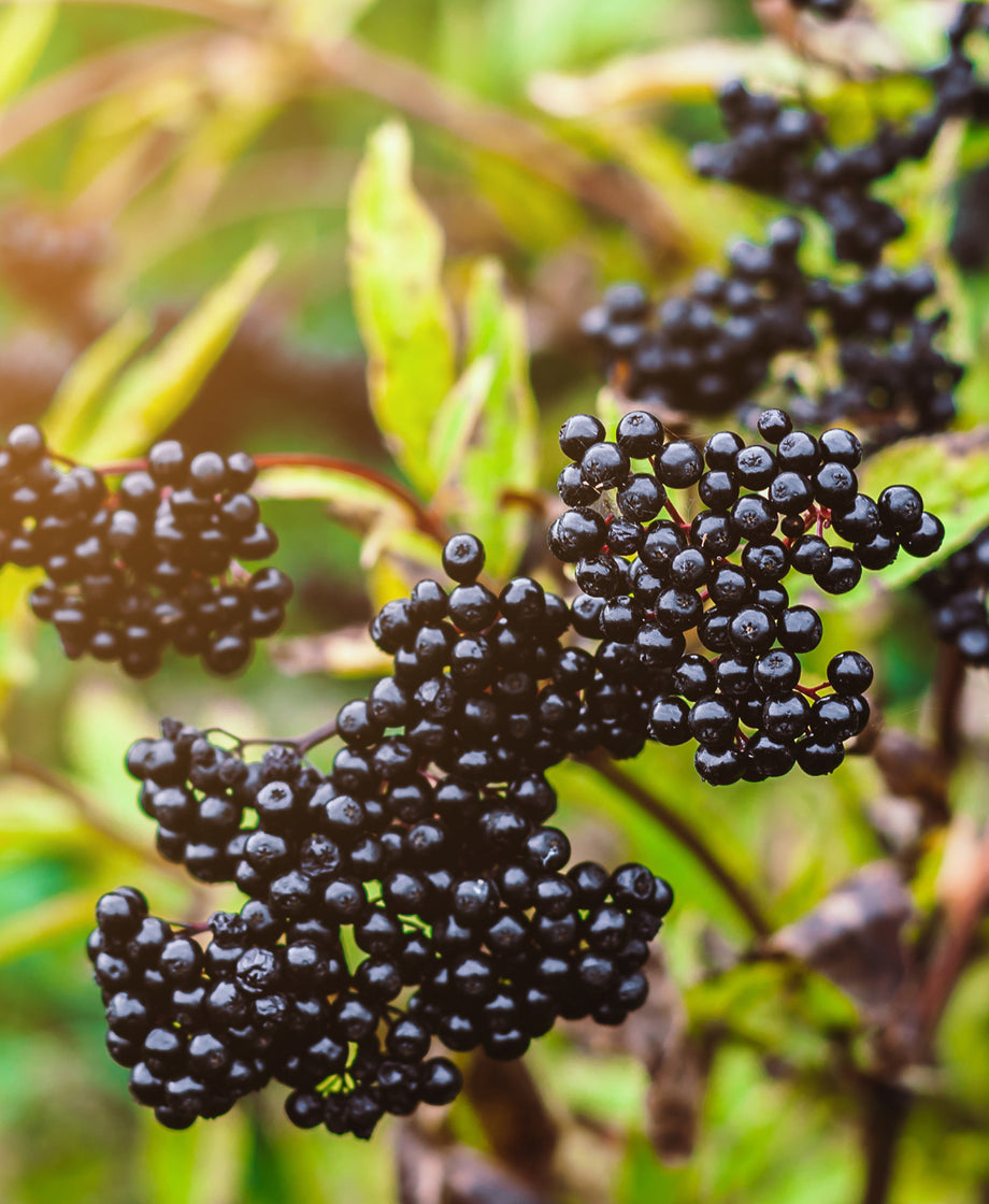 Elder