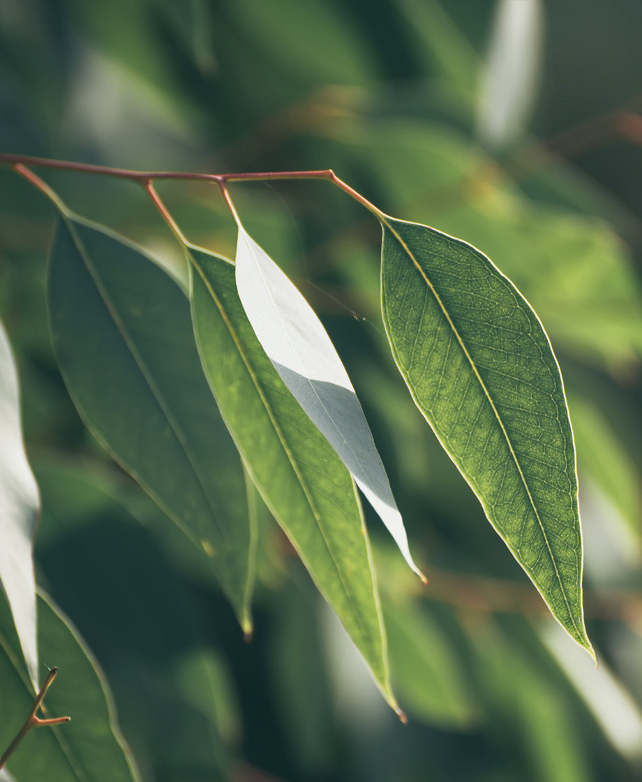 Eucalyptus