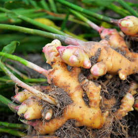 Ginger