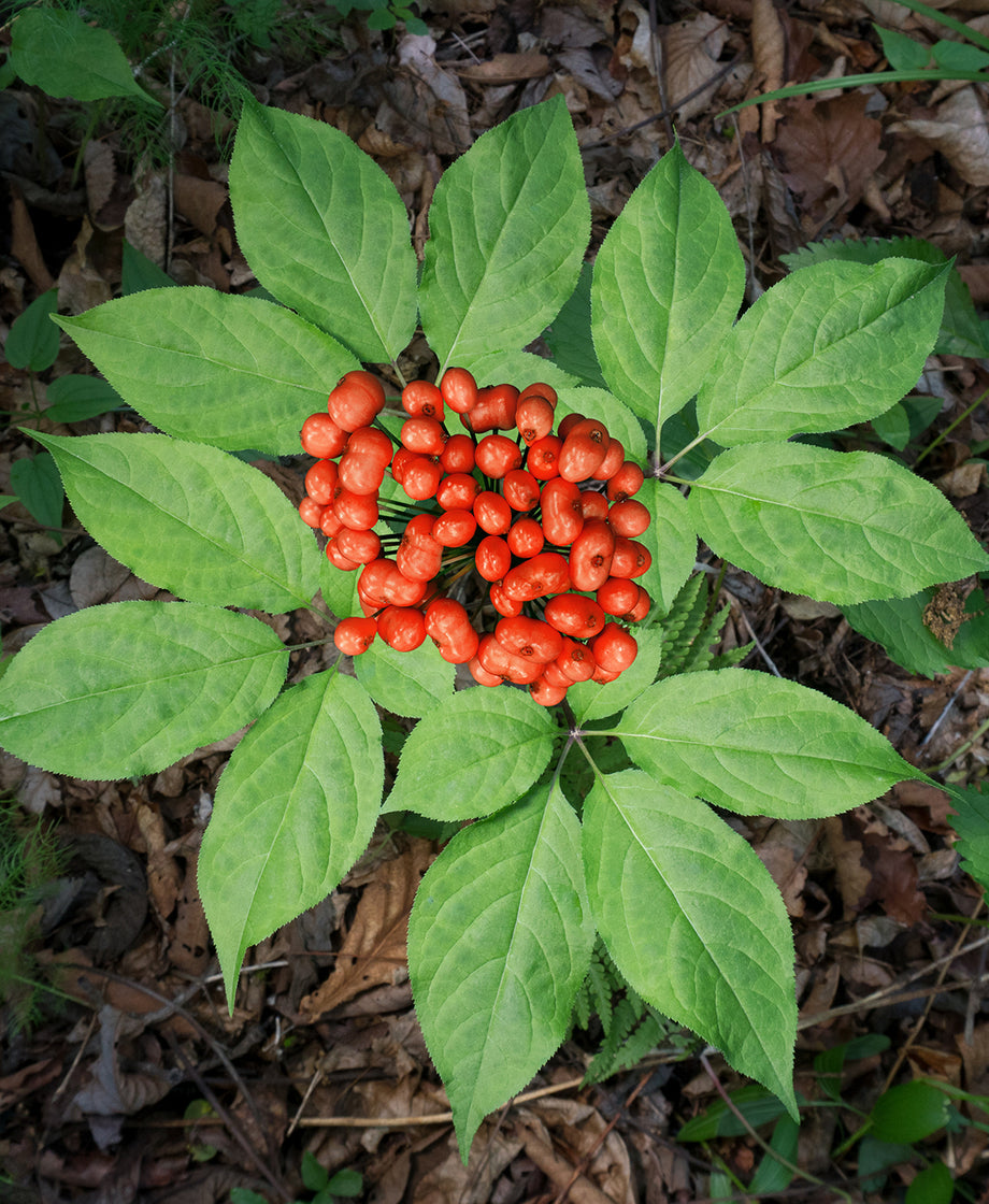 Ginseng