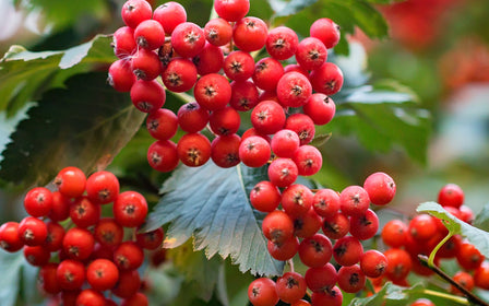 Hawthorn