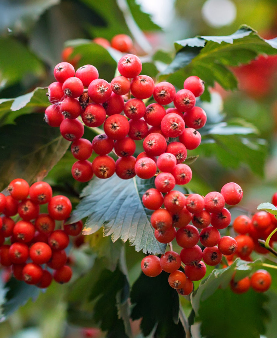 Hawthorn