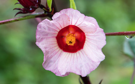 Hibiscus