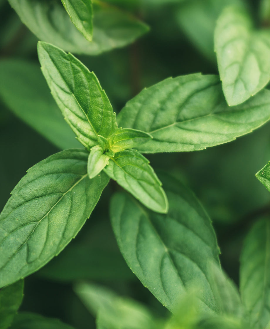 Peppermint