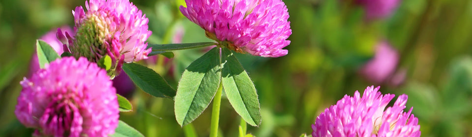 Red Clover
