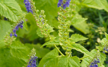 Skullcap