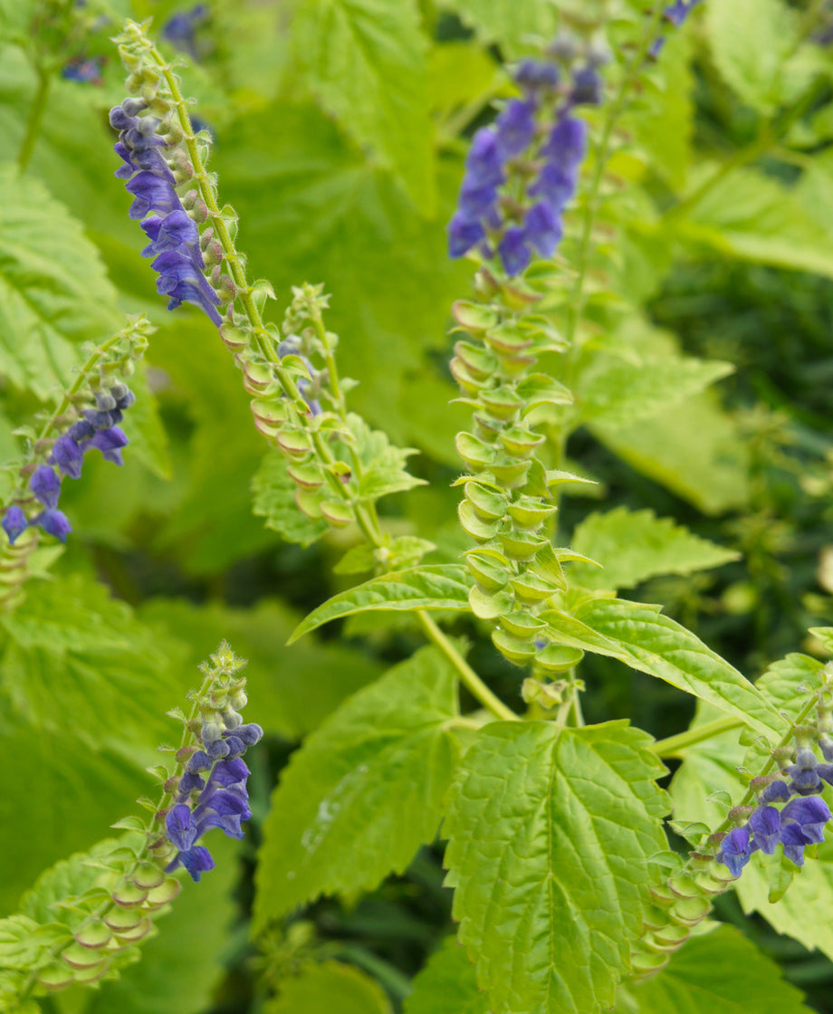 Skullcap
