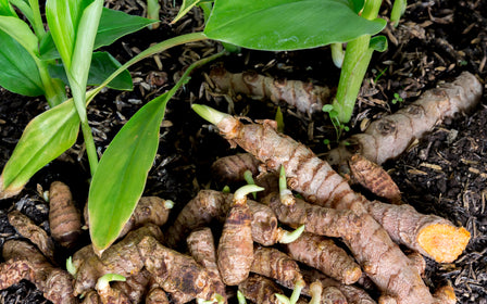 Turmeric