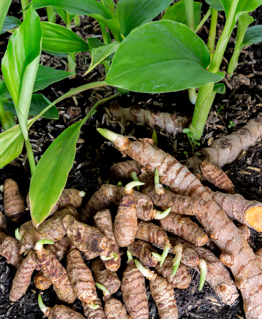 Turmeric