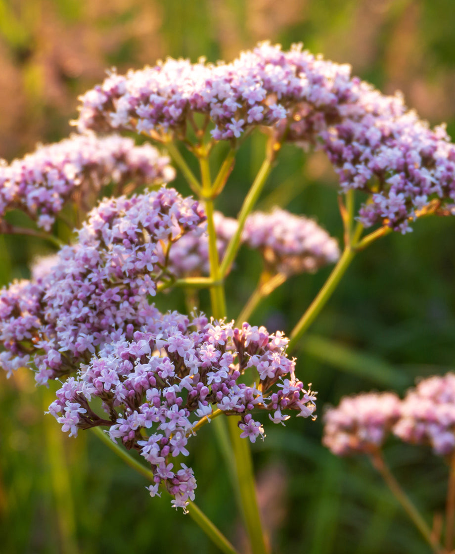 Valerian