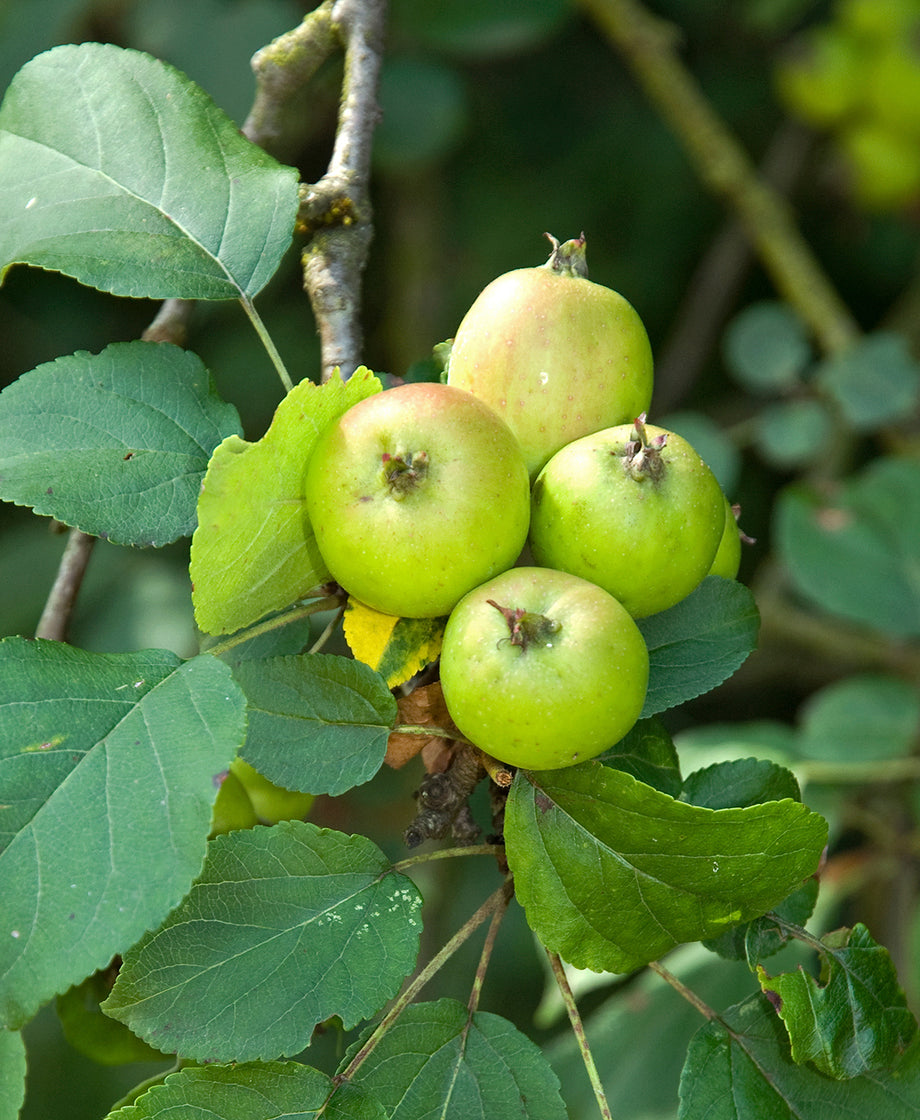 Wild Apple