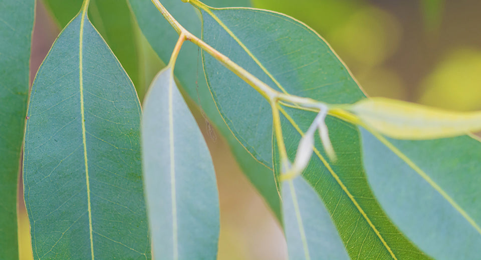 fresh eucalyptus leaves