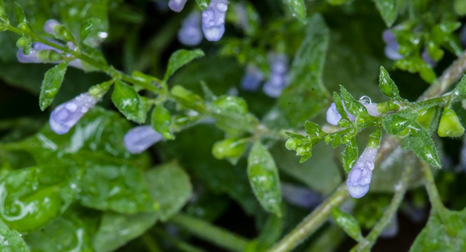 Skullcap