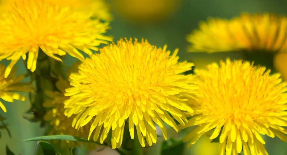 Dandelion flowers blooming in a field
