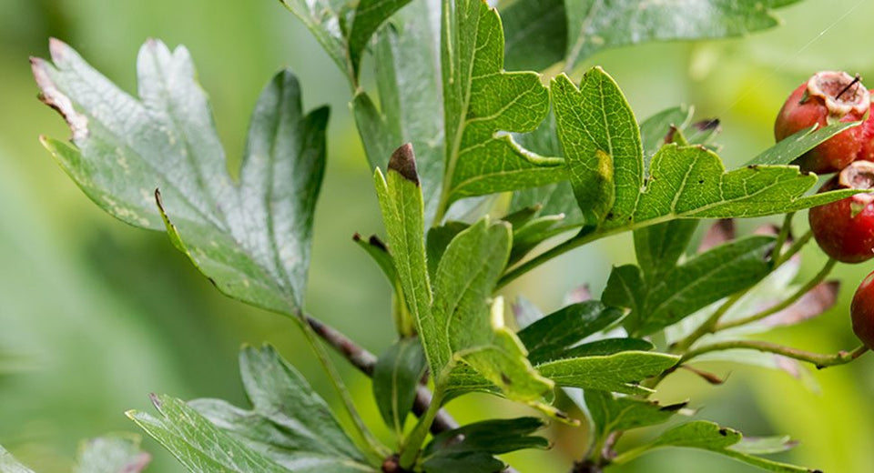 Hawthorn 101