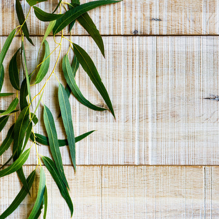 breathe easy eucalyptus mint