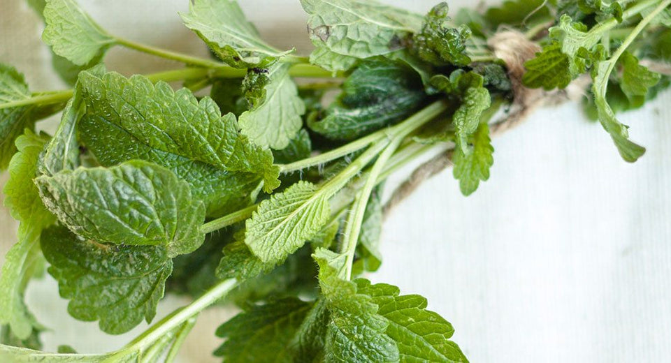 Lemon Balm 101
