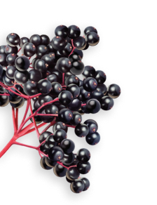 Elderberry herb
