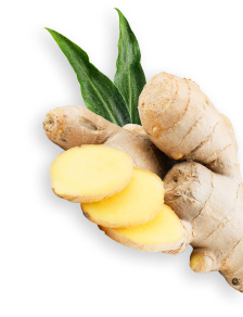 Ginger herb