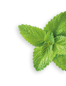 Spearmint herb